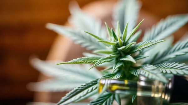 Les alternatives au THC : avantages du CBD et options disponibles
